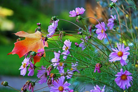 where_it_fel - daisy, flowers, nature, purple