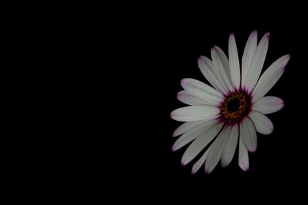 Flower - black, flowers, white, flower