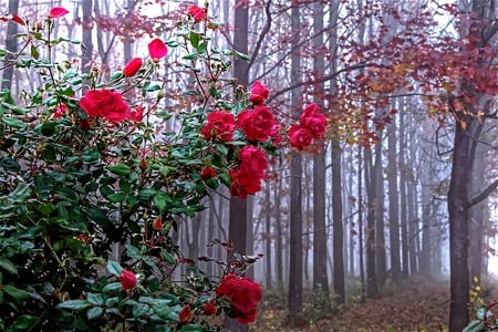 Glorious - colorful, lush, beautiful, rich, floral, forest