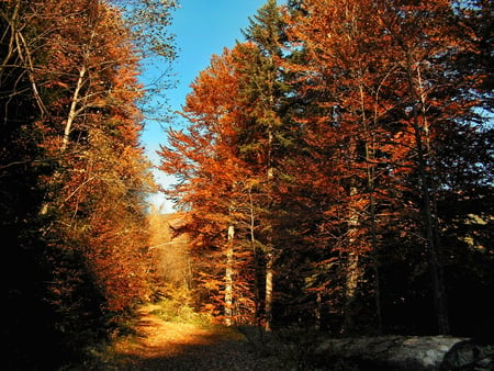 Autumn path - colourfull, colours, forest, walkaway