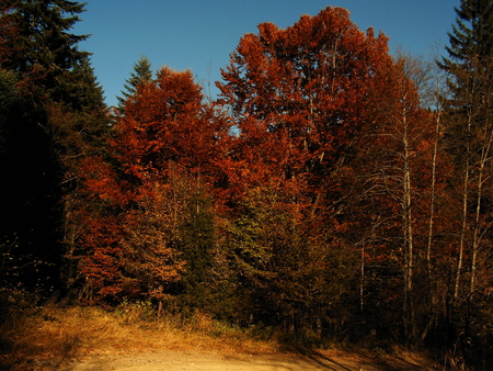 A `piece` of autumn - colours, fall, autumn, forest, sky