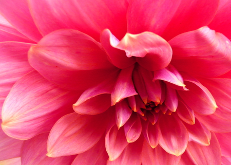 Dahlia - flowers, flower, dahlia, dahlias