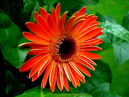 Gerbera - flowers, flower, orange, gerbera