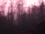 Pink fog