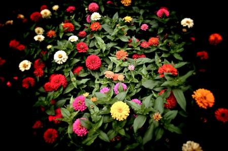 Flowers - flowers, red, flower, colorful