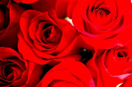 Rose - flowers, roses, red, rose, flower