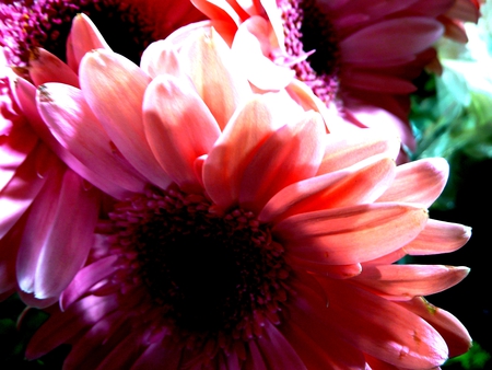 Gerbera - flowers, flower, pink, gerbera