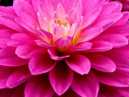 Dahlia