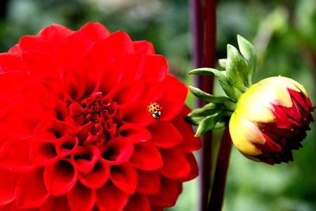 Dahlia - dahlia, red, flowers, dahlias, flower