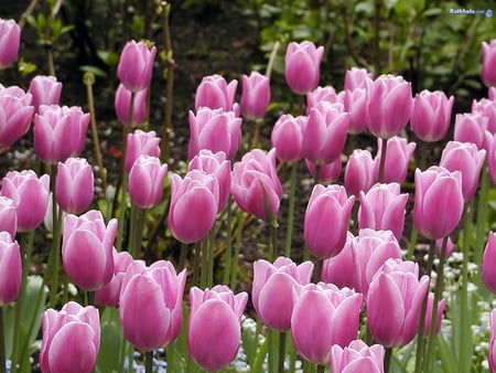 Lovely pinkish beautiful tulips.