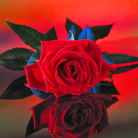 A unique  captivating red red rose.