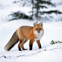 The Beautiful Red Fox