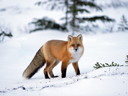 The Beautiful Red Fox - fox, nature, beauty, red