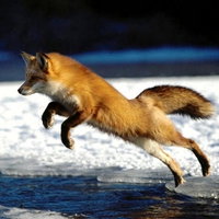 Red Fox Hunting