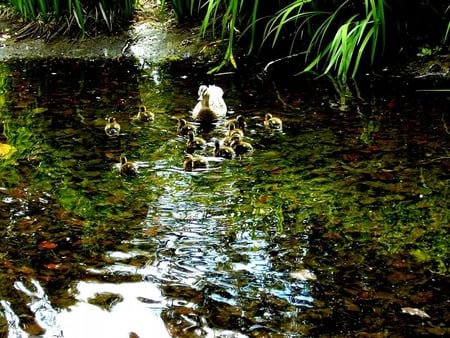 Family Gathering - ducks, hedges, pond, water