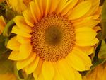 Sunflower Closeup