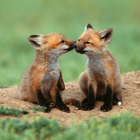 Red Fox Pups