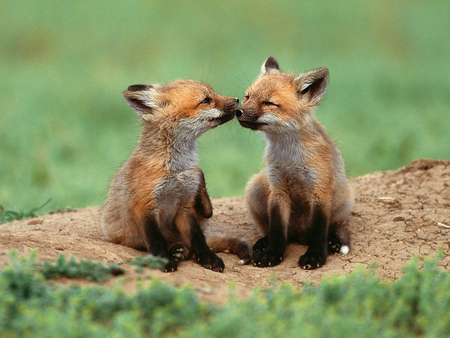 Red Fox Pups - fox, nature, pups, red