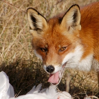 The Red Fox
