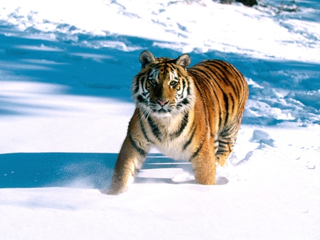 The Siberian Tiger - cats, big, tigers, beautiful