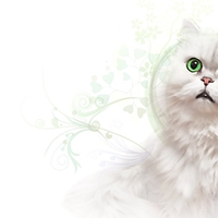 White Kitty