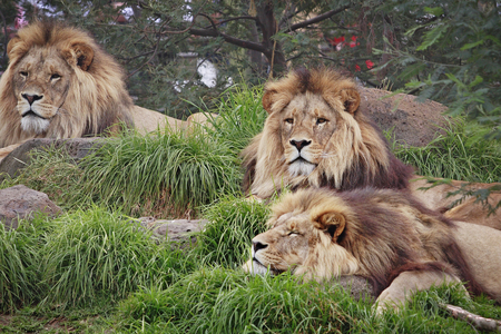 Male Lions - cats, lions, big, beautiful