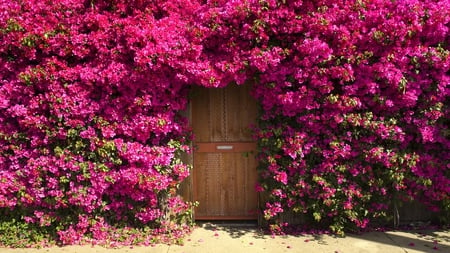 pink entrance - pretty, pink, flowers, photography, nature