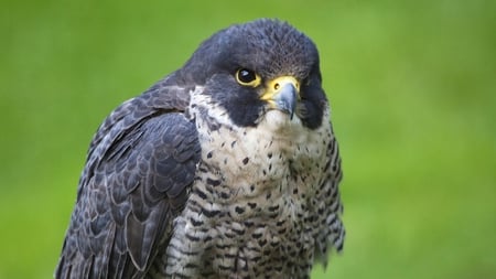 falcon - nature, wild, photography, animal, falcon, bird