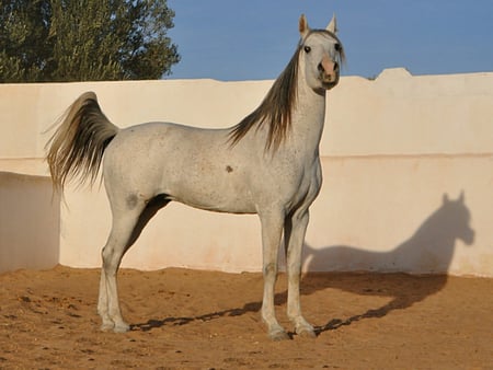 Arabian horse - horses