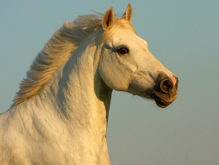 Beautiful Horse - horses