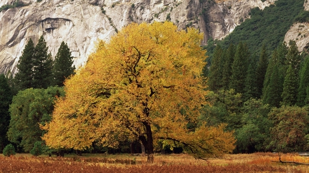 yosemite national park, california - fall, colrful, nature, autumn, photography, beauty