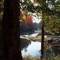 Forest Stream