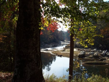 Forest Stream - water, fall, trees, river