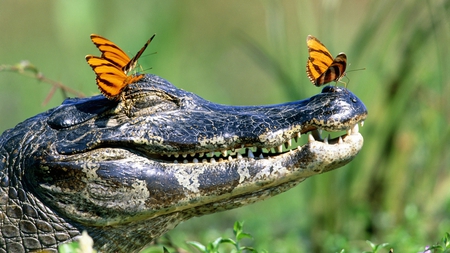 butterfly kisses - humor, butterflies, photography, orange, nature, funny, alligator, butterfly, croc, animals