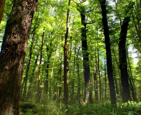 Forest of Trees - trees, forest, green, trunks