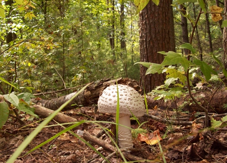 White Mushroom - ground, trees, white, spotted, summer, mushroom, green, forest