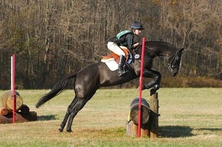 eventing - bay, horse, jumping, eventing