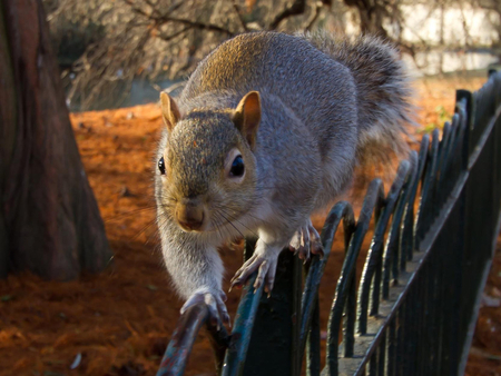 Squirrel on fence. - animal, fence, squirrel, park