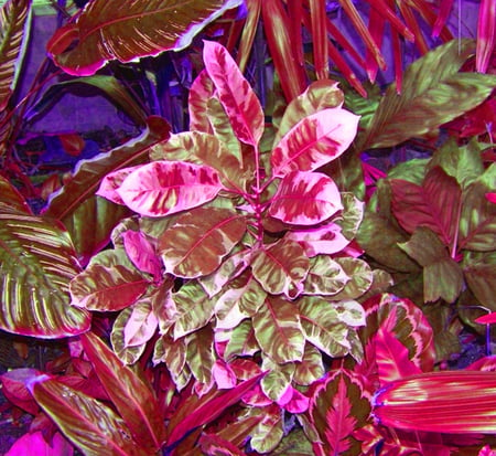 Colorful foliage - colorful, bright, plants, pink, foliage