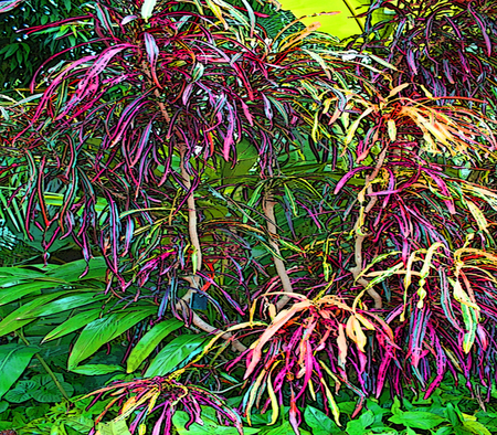 Colorful Jungle - jungle, colorful, ferns, foliage