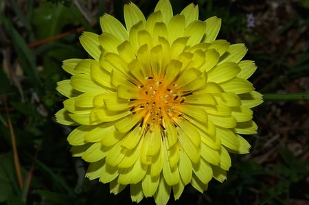 Yellow Flower - nature, yellow, beauty, flower, petals