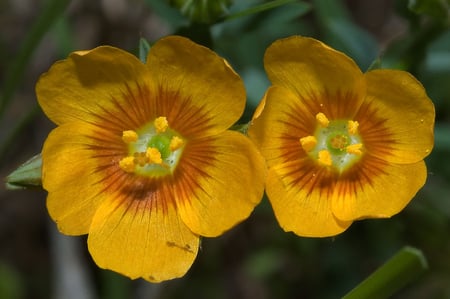 Yellow Flax - flax, nature, yellow, beauty, flower, petals