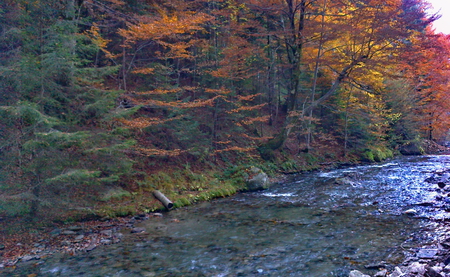 Autumn stream - forest, water, beauty, colours, autumn