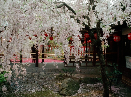 Japanese Garden - peaceful, photography, cherry, japanese, lovely, nature, abstract, floral, pretty, tranquil, beautiful, blossom, oriental, tree, flowers, garden