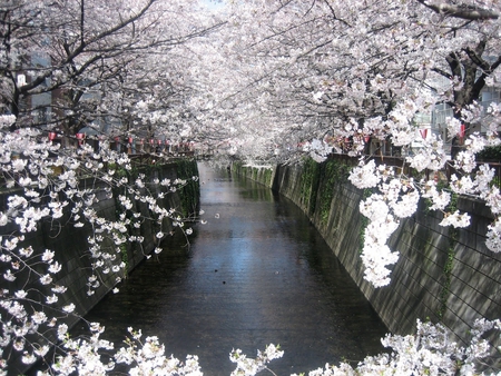 Japanese Walkway - beautiful, blossom, abstract, oriental, photography, floral, cherry, tree, walkway, nature, path, pretty, flowers, peaceful, garden, lovely, japanese, tranquil