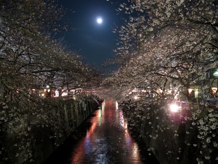 Moonlit Japanese Walkway - moonlit, peaceful, photography, japanese, path, pretty, tree, oriental, garden, cherry, lovely, nature, abstract, walkway, floral, tranquil, beautiful, blossom, flowers