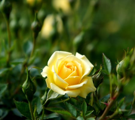 Garden Rose - buds, yellow, beautiful, plant, leaves, garden, rose