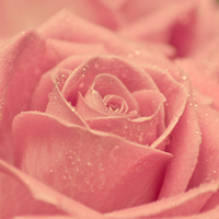 Pink pastel Rose for Alexandra66