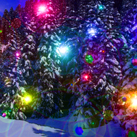 Snow Trees & Lights