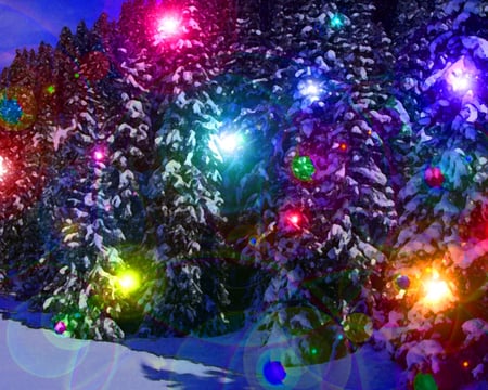 Snow Trees & Lights - forrest, lights, snow, red